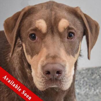 Chocolate Labrador Retriever and Boxer Dogs Available for Adoption in Huntley, Illinois - Whiskey | PetCurious