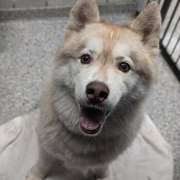Maverick -  Mixed Breed and Husky Dog for Adoption in West Olive, Michigan - Maverick | PetCurious
