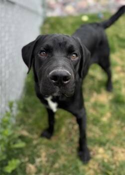 Mixed Breed Dogs Available for Adoption in Missoula, Montana - Raven | PetCurious