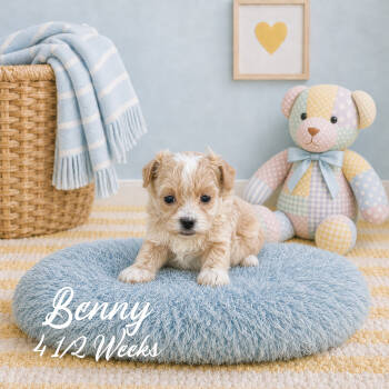 Benny -  Malti Poo and Maltipoo Dog for Sale in Franklin, Kentucky - Benny | PetCurious