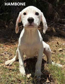Hambone -  Hound Dog Available for Adoption in Washington, Georgia - Hambone | PetCurious
