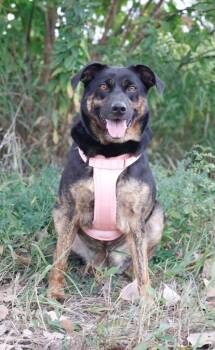 Marcy Bee -  Mixed Breed Dog for Adoption in Savage, Minnesota - Marcy Bee | PetCurious
