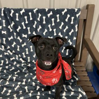 NYCC-Stray-198 -  Chihuahua and Mixed Breed Dog for Adoption in Moravia, New York - NYCC-Stray-198 | PetCurious