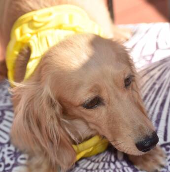 Lily in TN -  Dachshund Dog for Adoption in Shelbyville, Tennessee - Lily In TN | PetCurious