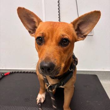 Dotty -  Cardigan Welsh Corgi and Mixed Breed Dog for Adoption in Abilene, Texas - Dotty | PetCurious