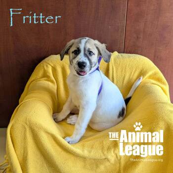 Fritter -  Labrador Retriever Dog for Adoption in Groveland, Florida - Fritter | PetCurious