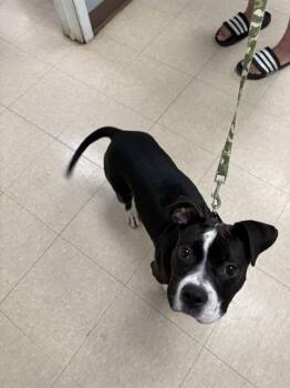 LILY -  Bull Terrier and Mixed Breed Dog Available for Adoption in Killeen, Texas - LILY | PetCurious