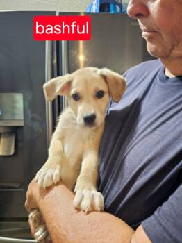 Bashful -  Cattle Dog Dog for Adoption in Fort Worth, Texas - Bashful | PetCurious