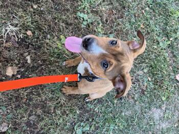 Rescue Mixed Breed Dogs for Adoption in Sherman, Illinois - Hammy | PetCurious