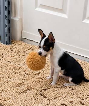 Flower -  Cairn Terrier and Mixed Breed Dog for Adoption in Saugus, Massachusetts - Flower | PetCurious