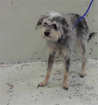 PAPA -  Schnauzer and Mixed Breed Dog for Adoption in Houston, Texas - PAPA | PetCurious