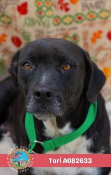 Tori -  American Bulldog Dog for Adoption in Mobile, Alabama - Tori | PetCurious