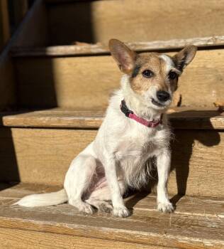 Rescue Jack Russell Terrier Dogs for Adoption in Saint Paul, Minnesota - Mayva | PetCurious