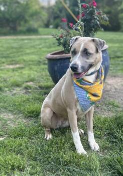 Rescue Pit Bull Terrier and Labrador Retriever Dogs for Adoption in Scottsville, Kentucky - Breezy | PetCurious