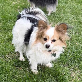 Lily - Home to Home -  Papillon Dog for Adoption in South Elgin, Illinois - Lily - Home To Home | PetCurious