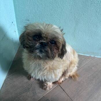 Lady Love 7224 -  Shih Tzu Dog for Adoption in Loxahatchee Groves, Florida - Lady Love 7224 | PetCurious