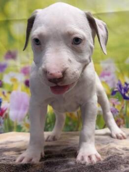 American Staffordshire Terrier and Mixed Breed Dogs Available for Adoption in San Antonio, Texas - Quesadilla | PetCurious