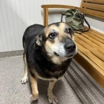 Katie -  German Shepherd Dog Dog for Adoption in Roswell, Georgia - Katie | PetCurious
