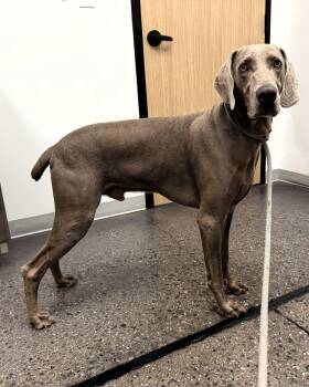 Hamilton -  Weimaraner Dog for Adoption - Hamilton | PetCurious