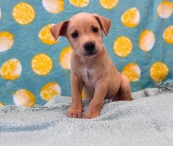 Fabio -  German Shepherd Dog and Labrador Retriever Dog for Adoption in Sedalia, Colorado - Fabio | PetCurious