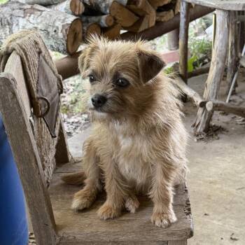 Norfolk Terrier and Terrier Dogs Available for Adoption in Wadena, Minnesota - Minnie Mouse | PetCurious