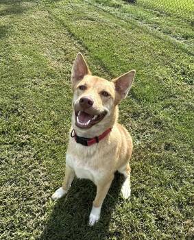 Rescue Husky and German Shepherd Dog Dogs for Adoption in Brierfield, Alabama - Jasmine | PetCurious