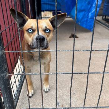 Mixed Breed Dogs Available for Adoption - Krispy | PetCurious