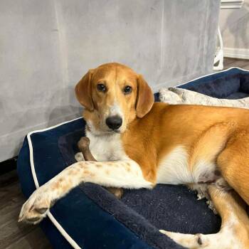 Labrador Retriever Dogs Available for Adoption in Mooresville, North Carolina - Spot | PetCurious