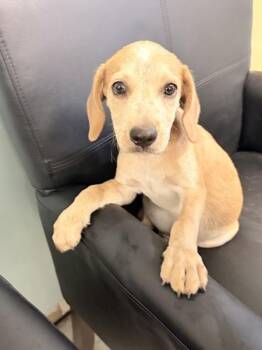 Old Dan -  Hound Dog for Adoption in Mobile, Alabama - Old Dan | PetCurious