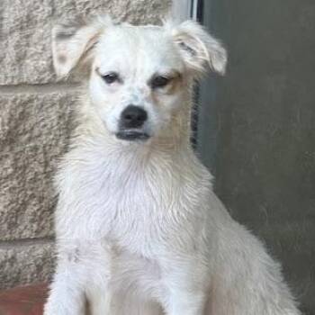 Rescue Terrier Dogs for Adoption in Houston, Texas - Aylesbury | PetCurious