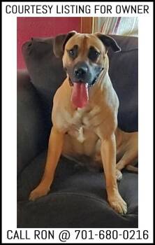 CoCo - COURTESY LISTING -  Great Dane and Mastiff Dog for Adoption in Valley City, North Dakota - CoCo - COURTESY LISTING | PetCurious