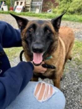 Rescue Belgian Shepherd Malinois Dogs for Adoption in Marshall, North Carolina - Countess Cupcake | PetCurious