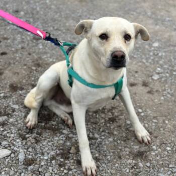 Rescue Labrador Retriever Dogs for Adoption in Lawrenceburg, Kentucky - Comett | PetCurious