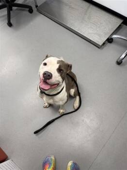 Mixed Breed Dogs Available for Adoption in West Chester, Pennsylvania - Lizzie | PetCurious