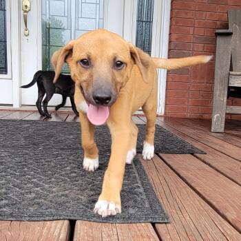 Darkside -  Dachshund and Hound Dog for Adoption in Albany, New York - Darkside | PetCurious