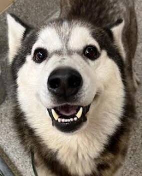 Rescue Husky Dogs for Adoption in Charlottesville, Virginia - Dakota, Beautiful Black/silver Husky | PetCurious