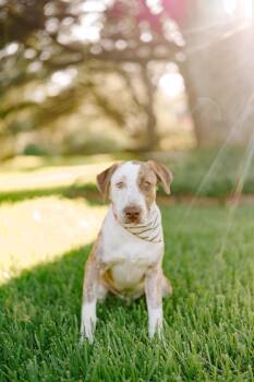 Rescue Labrador Retriever Dogs for Adoption in Klein, Texas - Atlas | PetCurious
