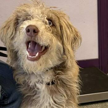 Margie -  Havanese and Tibetan Terrier Dog for Adoption in Greenville, South Carolina - Margie | PetCurious