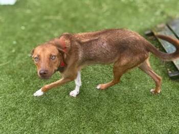 Frito - 2 -  Rhodesian Ridgeback and Mixed Breed Dog for Adoption in Daytona Beach, Florida - Frito - 2 | PetCurious