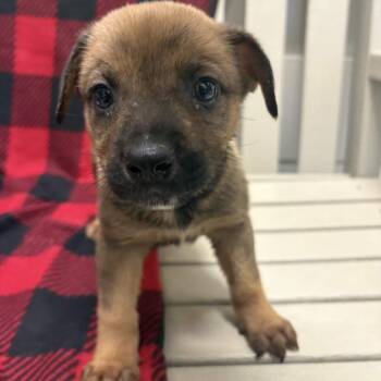 German Shepherd Dog and Rottweiler Dogs Available for Adoption - Orchid | PetCurious