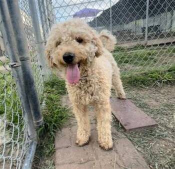 Poodle and Mixed Breed Dogs Available for Adoption in Houston, Texas - MAX | PetCurious