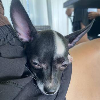 Tinkerbell -  Chihuahua Dog for Adoption in Escondido, California - Tinkerbell | PetCurious