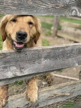 Golden Retriever Dogs Available for Adoption in Lewistown, Pennsylvania - Maggie | PetCurious