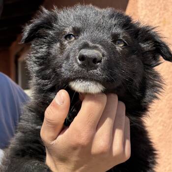 Rescue Australian Cattle Dog Blue Heeler Dogs for Adoption in Los Angeles, California - Bindi | PetCurious