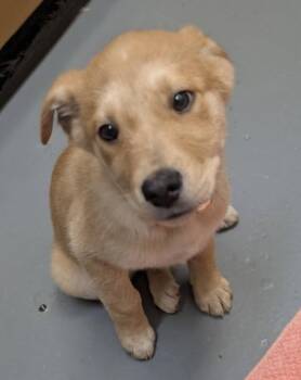 German Shepherd Dog and Golden Retriever Dogs Available for Adoption - Sorrento | PetCurious