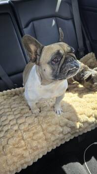 Nova -  French Bulldog Dog for Adoption in Irving, Texas - Nova | PetCurious