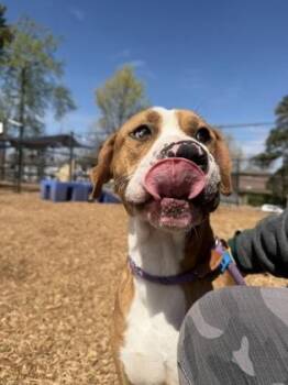 Mixed Breed Dogs Available for Adoption in Chamblee, Georgia - Igloo | PetCurious