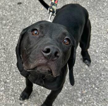 Black Labrador Retriever Dogs Available for Adoption in Traverse City, Michigan - Ruger | PetCurious