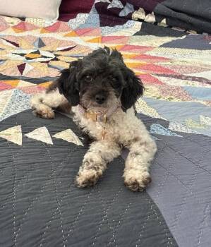 Priscilla -  Poodle Dog for Adoption in Gulfport, Mississippi - Priscilla | PetCurious
