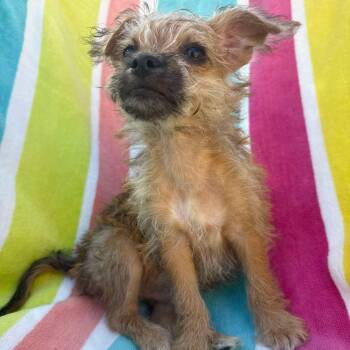 Waffle -  Chihuahua and Terrier Dog for Adoption in Las Vegas, Nevada - Waffle | PetCurious